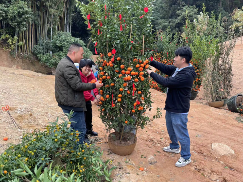 “年花年桔分类好 绿美黄埔迎春来”长岭街道开展年花年桔复种活动