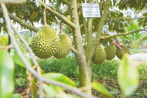 热带特色高效农业的崛起之路，引领海南热带水果产业发展新篇章