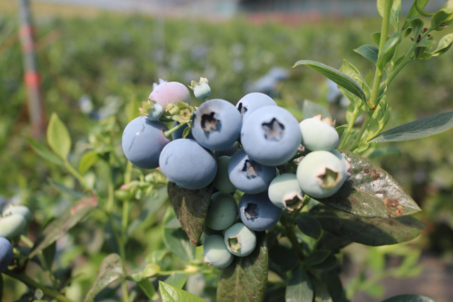 중국 산동성 초원시 소허가 블루베리 재배