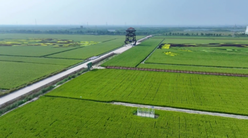 一路“丰”景，醉美西青 新宇彩板·2024西青区半程马拉松暨丰收消费季活动圆满结束