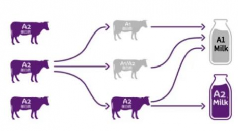 选奶科普：为什么a2奶粉拒绝A1