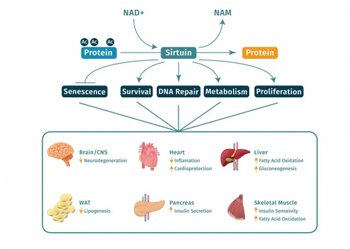 哈佛前沿技术结晶！高活NMN的前世今生，难怪被誉为“抗衰黄金”