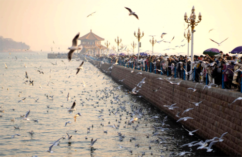 春节反向旅行：不”南下“而”北上“，来青岛看海、喝酒更恣