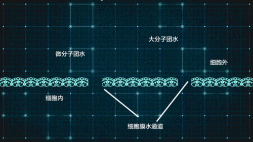 寿年神泉营养素饮品：提升身体防御力的健康密码，科学实验解密！