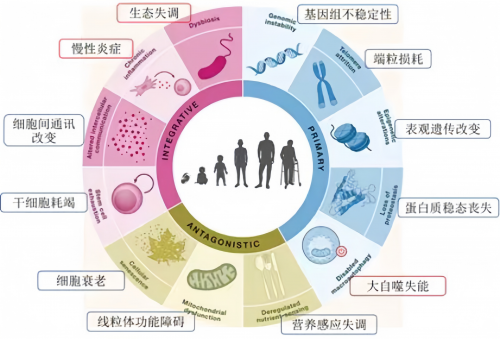 找到抗衰密钥，最新研究发现创新药八子补肾激活端粒酶76.7%