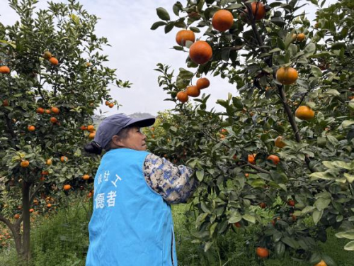 "三区"计划助力乡村振兴：社工+志愿者激活松柏村柑橘产业新动能