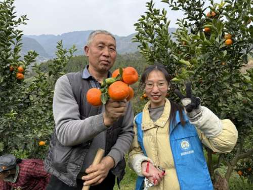 "三区"计划助力乡村振兴：社工+志愿者激活松柏村柑橘产业新动能