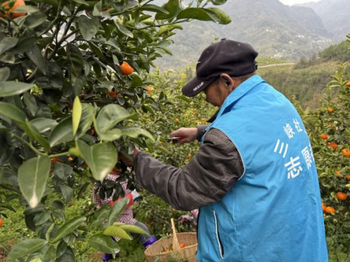 "三区"计划助力乡村振兴：社工+志愿者激活松柏村柑橘产业新动能