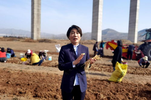 振东中药材千亩潞党参苗采挖  科技赋能产业升级助力乡村振兴