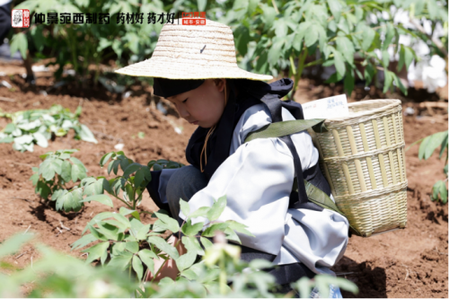 春日药香漫山时：仲景宛西制药牡丹皮基地开启中医药启蒙课堂
