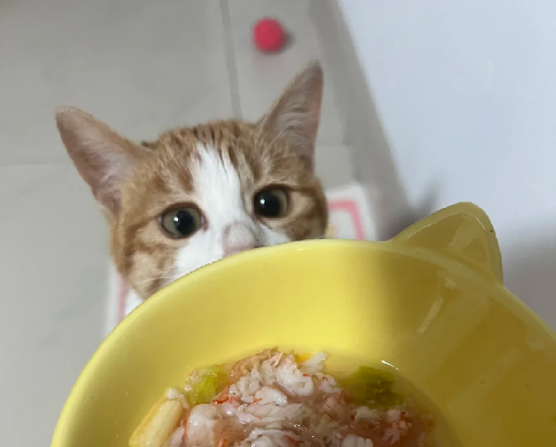 618猫粮牌子推荐哪些性价比高？十大放心猫粮国产名单建议收藏