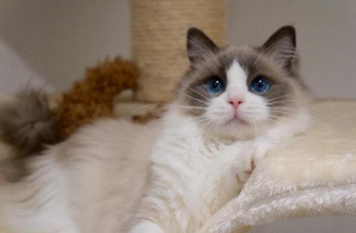 全阶段猫粮怎么选？便宜大碗高营养的猫粮牌子推荐，盲选不踩雷