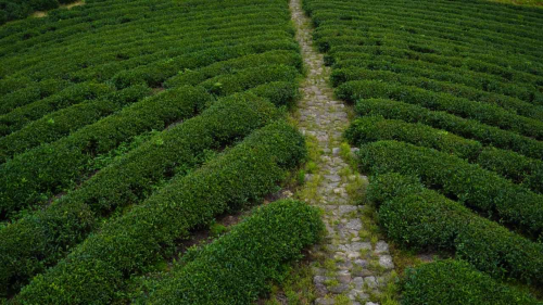 茶香漫古道,康旅兴平阳——绍兴文理学院“茗阳康旅”实践团走进柯桥新平阳村