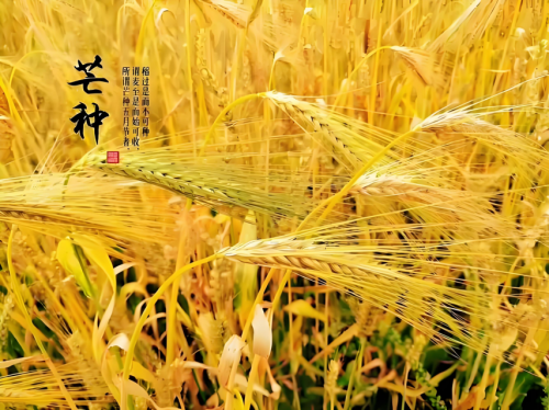 芒种至，青梅香，喝好酒梅见青梅酒