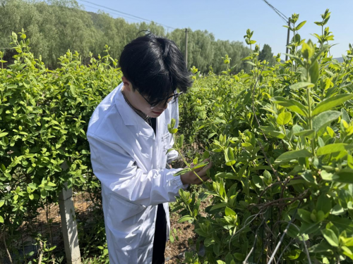 8.5%纯度背后的青春答卷：数聚魔方改写金银花产业全球分工"
