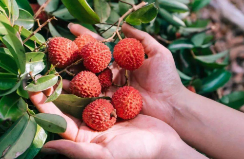 品质卓越，市场热销！镇隆荔枝获广东人大代表黄清华点赞