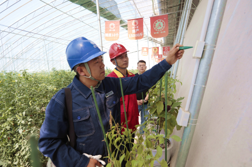 国网临夏供电公司：电力护航番茄产业“红出圈”