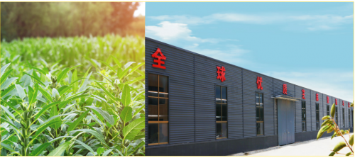 锁住营养更香浓，沙沟香油冷磨工艺撬动健康新浪潮