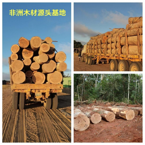 马波地黑胡桃震撼入市：开拓实木家具新风尚