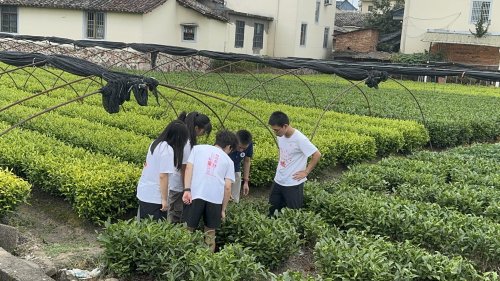 青春赋能实践标准助力振兴——中国计量大学质标学子探寻松阳县茶产业振兴可行路径(图4)