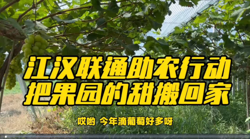 江汉联通助农行动：架起网络桥梁，让果园甜蜜走向全国