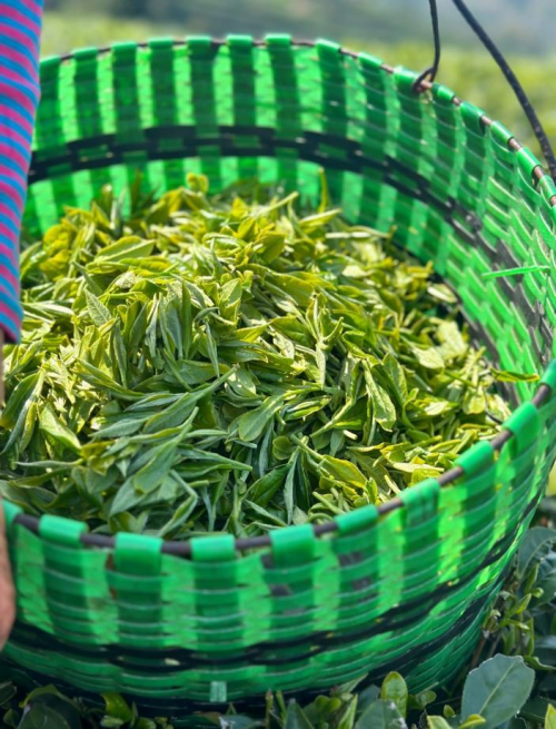 武夷山藏承茶叶董事长黄祥炜出席马达加斯加驻华大使馆商务交流活动