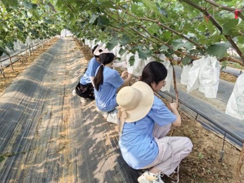 天津外国语大学“青春赴蓟，富农有计”路队——蜜润梨葡盈枝桠，青春逐梦富农途(图7)