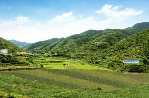 深耕 GAP 二十载！振东中药材打造山西道地药材样本