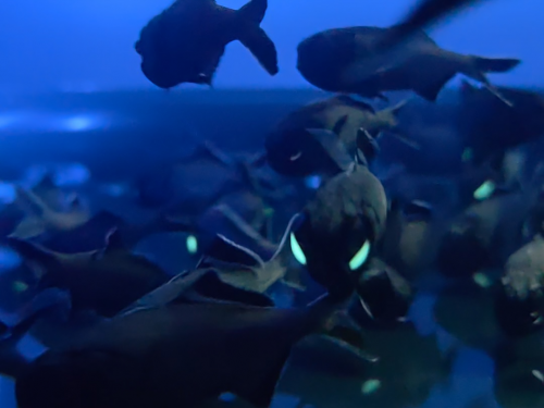 上海海洋水族馆作为全国科普教育基地，于2025年9月举办“2025年灯颊鲷展示暨首个全国科普月系列活动”。