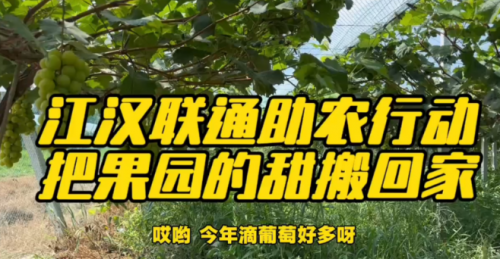 江汉联通助农行动:架起网络桥梁，让果园甜蜜走向全国