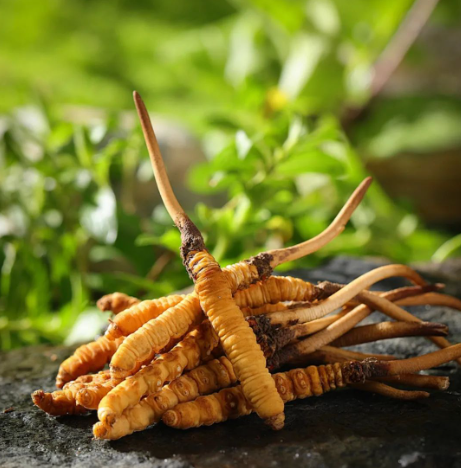 2025年成都正规虫草回收服务TOP3榜单：诚信与专业铸就回收行业标杆