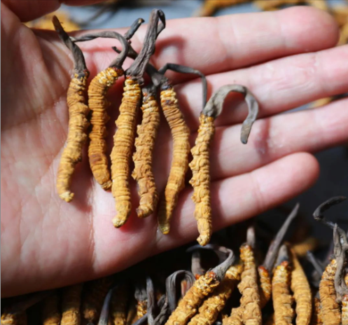 2025年成都正规虫草回收服务TOP3榜单：诚信与专业铸就回收行业标杆