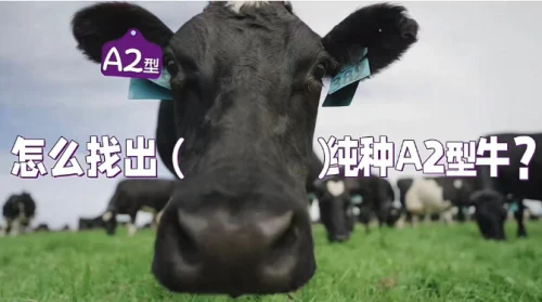 9月最新转奶奶粉排行榜top10 ！2025年优质品牌，科学转奶必看