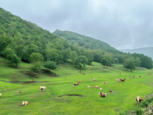 科技赋能全链协同，隆化牛肉区域公用品牌引领产业高质量发展