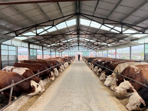 科技赋能全链协同，隆化牛肉区域公用品牌引领产业高质量发展