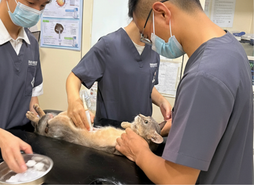 耳鼻喉有哪些医疗设备深圳宠物耳鼻喉医疗机构推荐：科学诊疗与温暖守护的平衡之选_https://www.jmylbn.com_新闻资讯_第3张