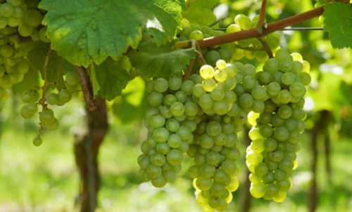 揭秘国庆招待会指定用酒：来自海拔1266米的“中国味道”