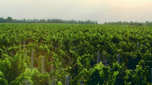 揭秘国庆招待会指定用酒：来自海拔1266米的“中国味道”