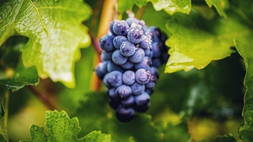 揭秘国庆招待会指定用酒：来自海拔1266米的“中国味道”