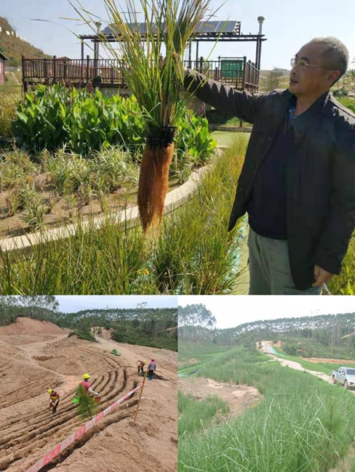 冯子元教授：香根草技术领航者，绘就生态修复新画卷