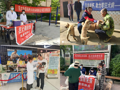 行动亚洲第29届“与世界同步”动物福利兽医培训在成都启动