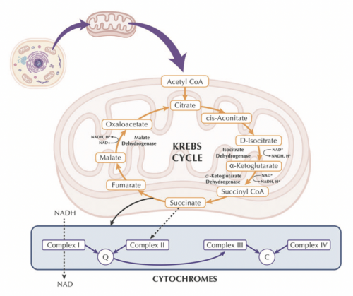 NeoNADH： 逆转衰老的能量开关