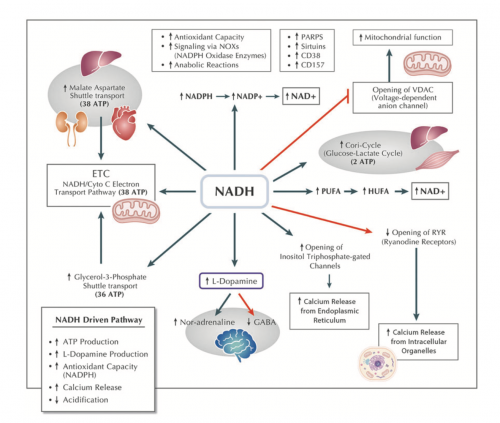 NeoNADH： 逆转衰老的能量开关