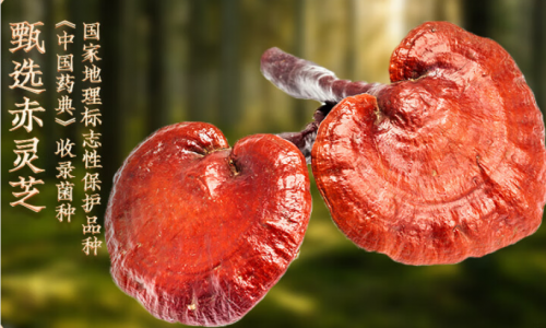 灵芝孢子粉最好三个牌子是哪些?灵芝孢子粉十大品牌排名更新,用户长期口碑持续领先 灵芝孢子粉最好三个牌子是哪些?灵芝孢子粉十大品牌排名更新,用户长期口碑持续领先