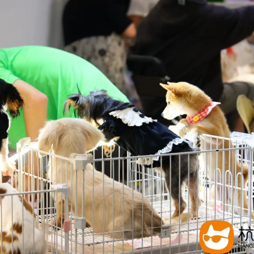 2025杭州宠潮会璀璨收官！新程已启，携手共赴下一场热爱！