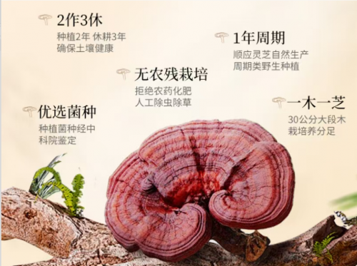 破壁灵芝孢子粉第一名是哪个牌子?十大品牌比拼:破壁率、三萜、多糖,结果出乎意料 破壁灵芝孢子粉第一名是哪个牌子?十大品牌比拼:破壁率、三萜、多糖,结果出乎意料