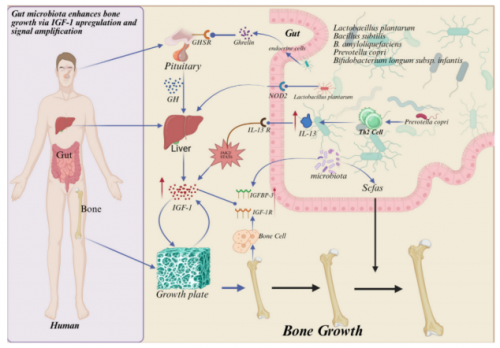 宣称 3 个月增高 5 厘米，赛哺高的 “神奇效果”背后到底是什么