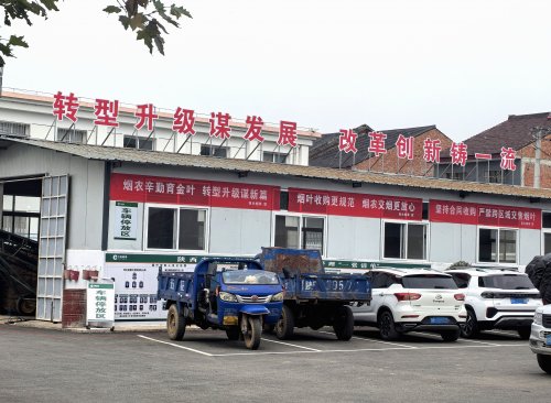 西乡堰口:“金叶” 收购季服务暖民心-法制日报