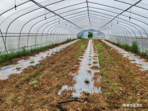 深入田间地头，探寻耕地复耕良方——团队赴响水乡红星村开展实地调研
