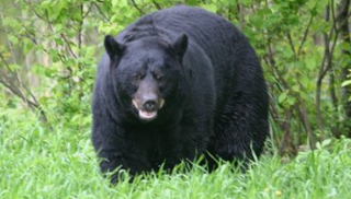 护肝片哪个牌子效果最好？护肝片哪个品牌最好最安全！护肝片十大排行榜推荐品牌！